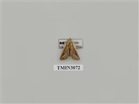 藏品(夜蛾854)的圖片